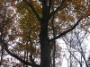Large Oak.jpg