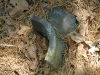 Clay pipe shard