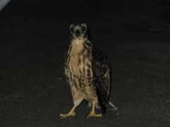 A Red-Tailed Hawk on the side of the road